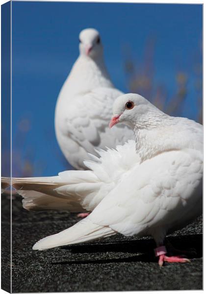 White Doves Canvas Print by Claire Colston