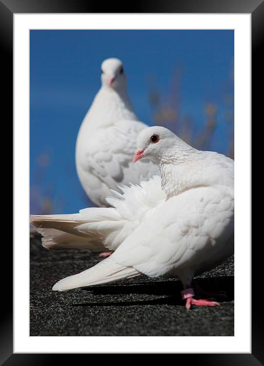 White Doves Framed Mounted Print by Claire Colston