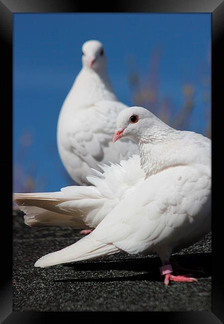 White Doves Framed Print by Claire Colston