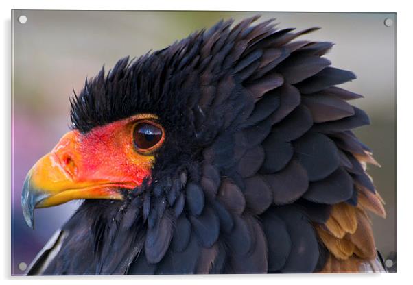 Raphael the Bateleur Eagle Acrylic by Andy Davis