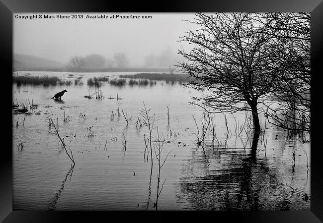 Misty lake & trees with a silhouetted dog Framed Print by Mark Stone