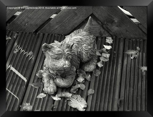 Dog on the Autumn Decking ! Framed Print by Bill Lighterness