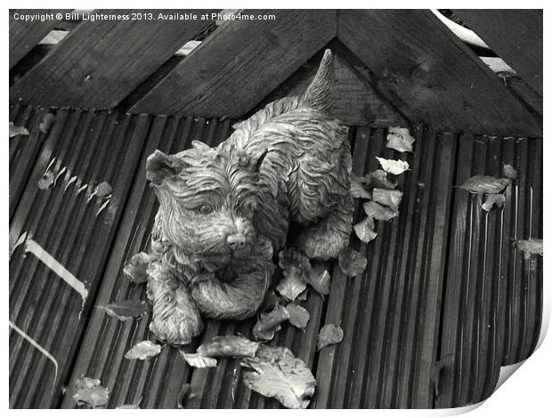 Dog on the Autumn Decking ! Print by Bill Lighterness