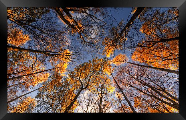 Autumn Gold Framed Print by Steve Cole