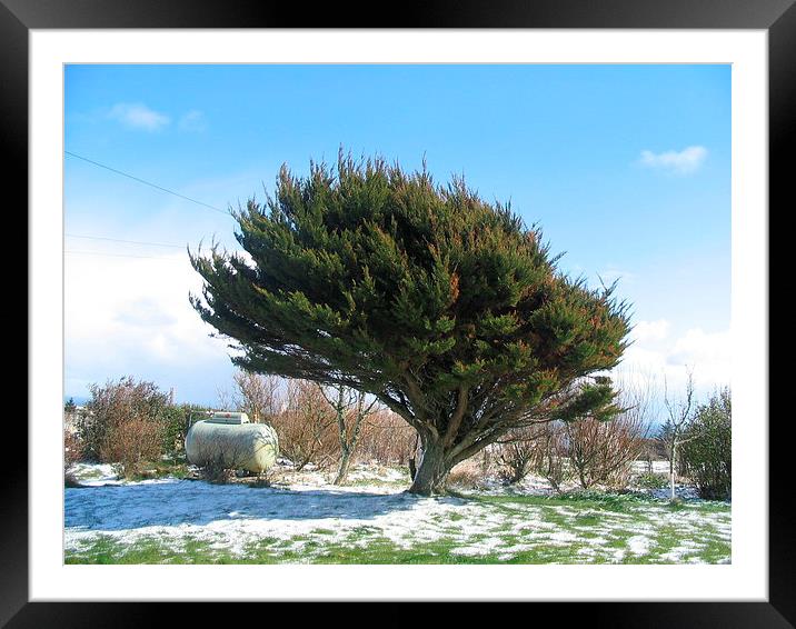 Wind defined tree Framed Mounted Print by Peter Orr