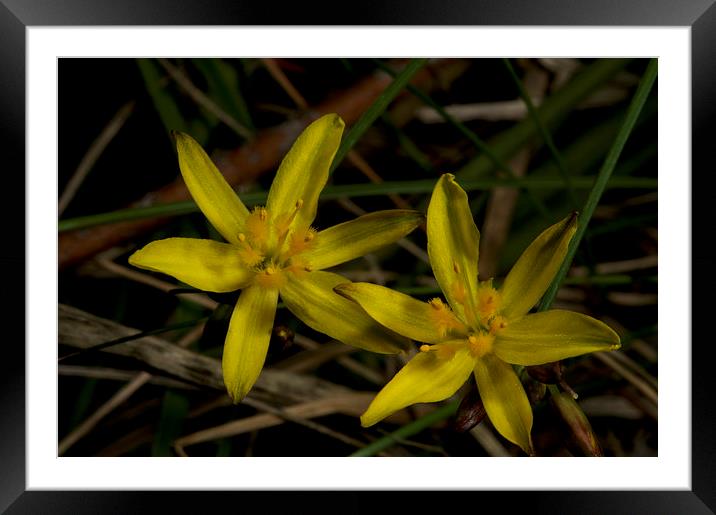 Tiny Stars Framed Mounted Print by Graham Palmer