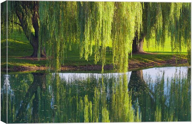 Willow Trees, Lancaster Pennsylvania Canvas Print by David Roossien