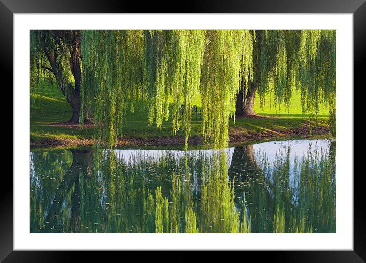 Willow Trees, Lancaster Pennsylvania Framed Mounted Print by David Roossien