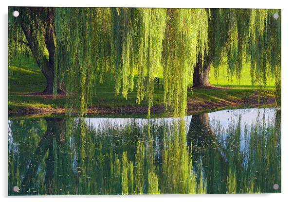 Willow Trees, Lancaster Pennsylvania Acrylic by David Roossien