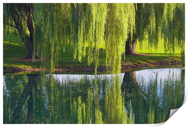 Willow Trees, Lancaster Pennsylvania Print by David Roossien