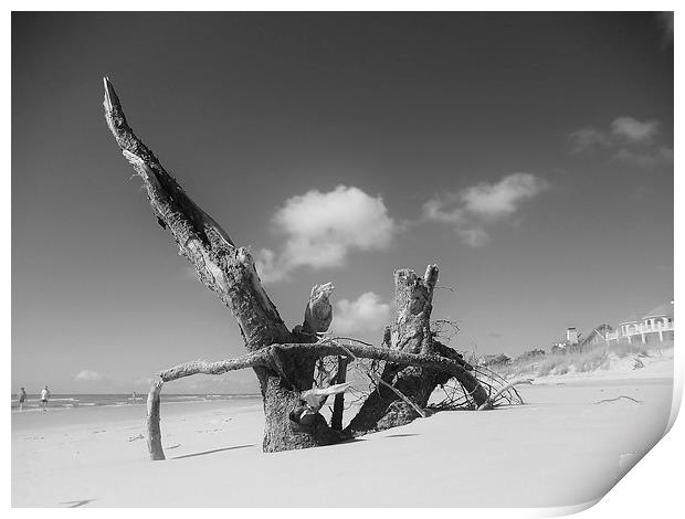 Natural beach debris Print by Jeffrey Evans