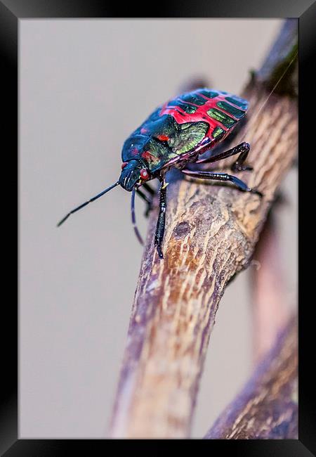 colorful little stink bug Framed Print by Craig Lapsley