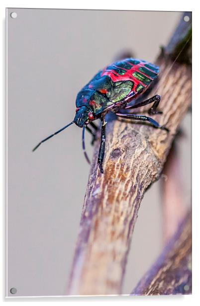 colorful little stink bug Acrylic by Craig Lapsley