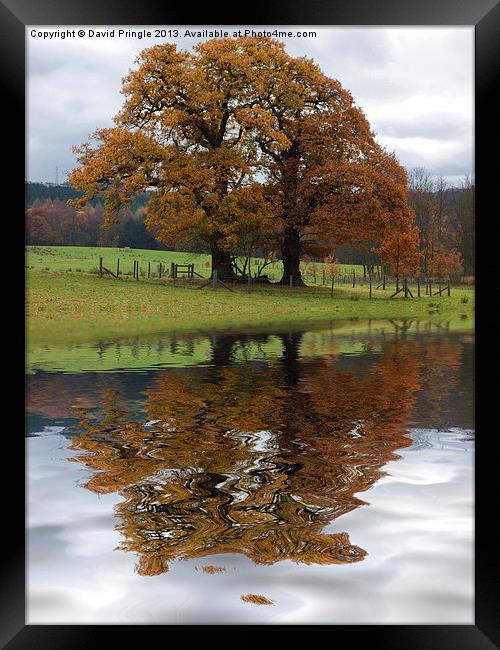 Autumn Tree Reflection Framed Print by David Pringle
