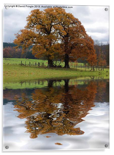 Autumn Tree Reflection Acrylic by David Pringle