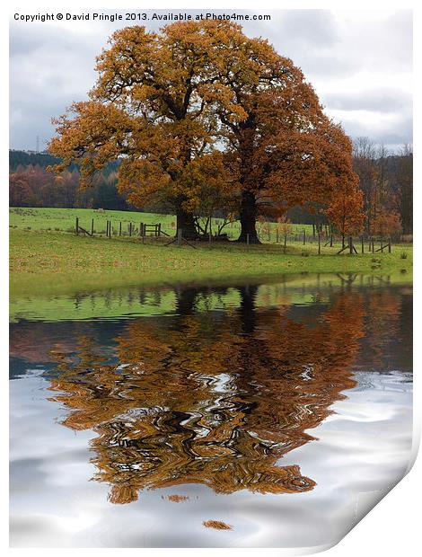 Autumn Tree Reflection Print by David Pringle