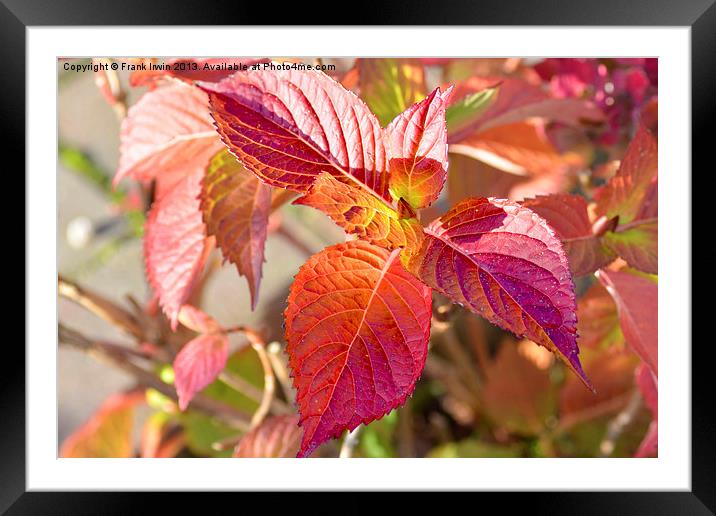 Autumnal leaf colours Framed Mounted Print by Frank Irwin