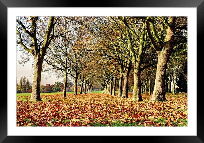Danson Park, Bexleyheath, Tree Line Framed Mounted Print by Robert Cane