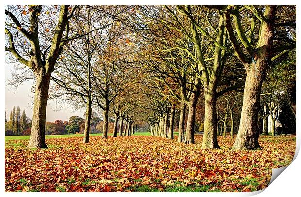 Danson Park, Bexleyheath, Tree Line Print by Robert Cane