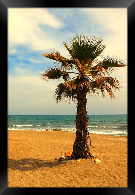 Palm Tree on a beach Framed Print by JEAN FITZHUGH