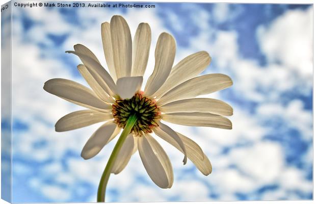 white Daisy against a blue cloudy sky Canvas Print by Mark Stone