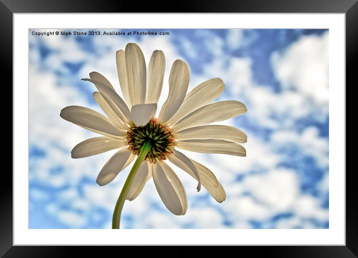 white Daisy against a blue cloudy sky Framed Mounted Print by Mark Stone