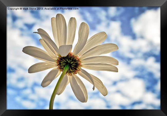white Daisy against a blue cloudy sky Framed Print by Mark Stone