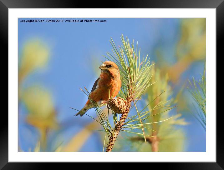 Crossbill Framed Mounted Print by Alan Sutton
