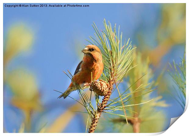 Crossbill Print by Alan Sutton