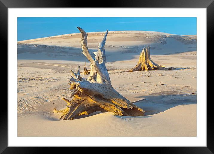 Ancient Trees, Lake Michigan Framed Mounted Print by David Roossien
