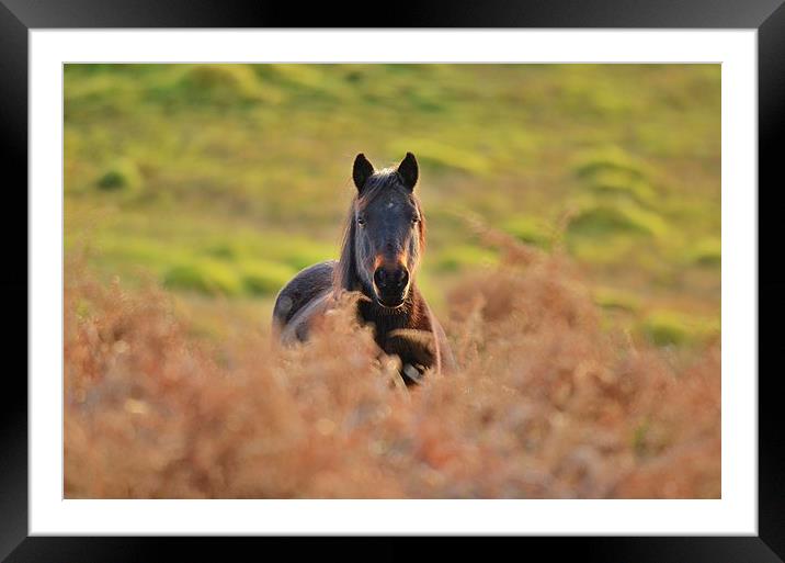New Forest pony Framed Mounted Print by Alan Sutton