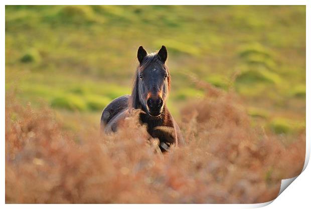 New Forest pony Print by Alan Sutton