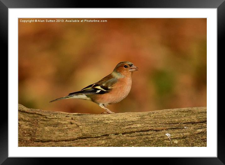 Male Chaffinch Framed Mounted Print by Alan Sutton