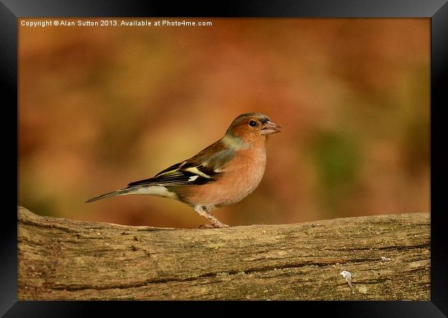 Male Chaffinch Framed Print by Alan Sutton