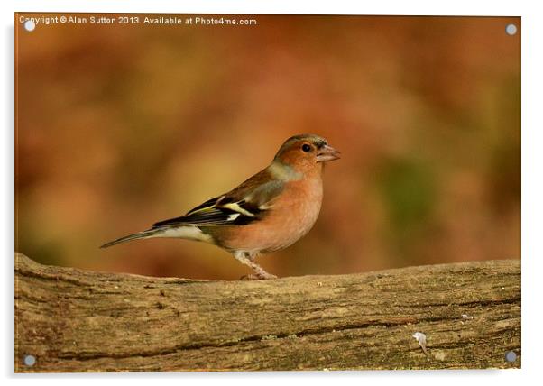 Male Chaffinch Acrylic by Alan Sutton