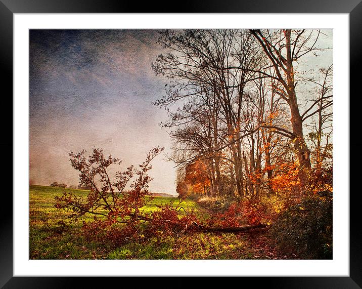 Neary Bare Framed Mounted Print by Dawn Cox
