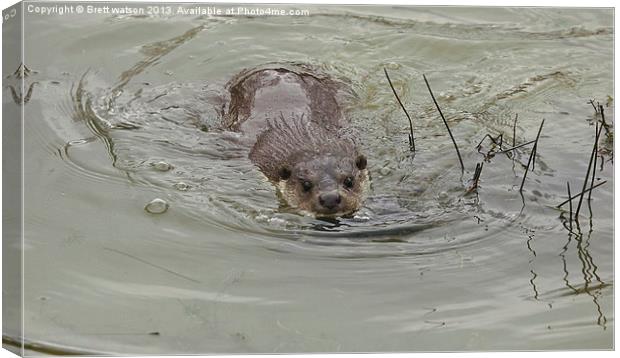 a swimming otter Canvas Print by Brett watson