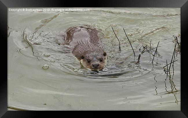 a swimming otter Framed Print by Brett watson
