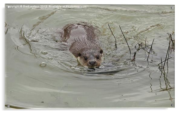 a swimming otter Acrylic by Brett watson