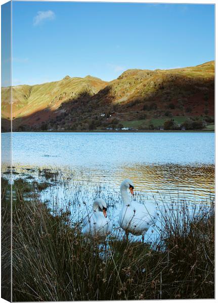 Swans on the shore of Brothers Water with Angletar Canvas Print by Liam Grant