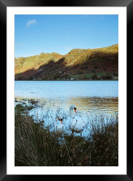 Swans on the shore of Brothers Water with Angletar Framed Mounted Print by Liam Grant