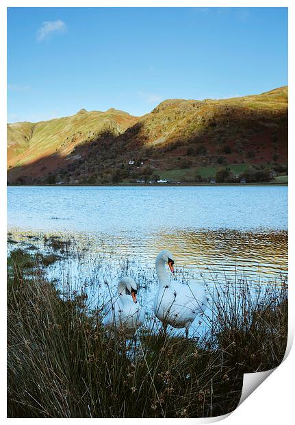 Swans on the shore of Brothers Water with Angletar Print by Liam Grant