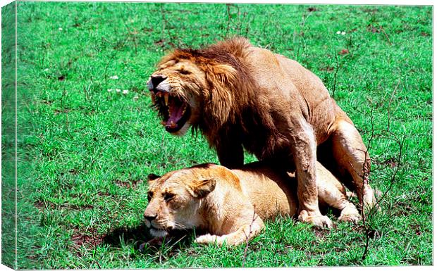 JST2759 Mating Lions Canvas Print by Jim Tampin
