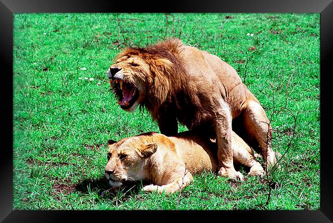 JST2759 Mating Lions Framed Print by Jim Tampin