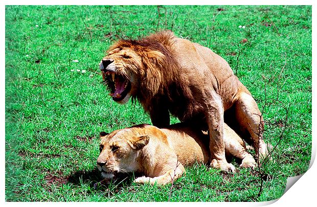 JST2759 Mating Lions Print by Jim Tampin