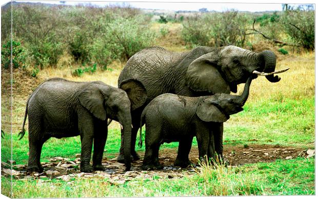 JST2760 Young Elephant family Canvas Print by Jim Tampin