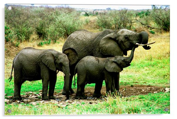 JST2760 Young Elephant family Acrylic by Jim Tampin