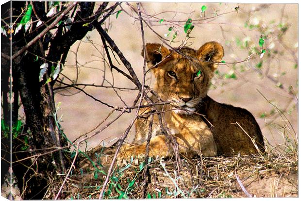 JST2761 Young Lion cub Canvas Print by Jim Tampin