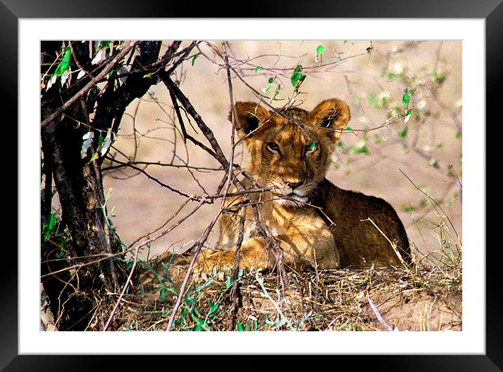 JST2761 Young Lion cub Framed Mounted Print by Jim Tampin