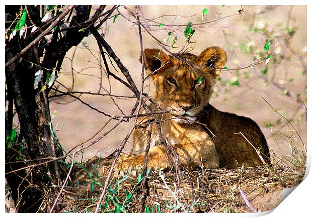 JST2761 Young Lion cub Print by Jim Tampin
